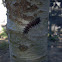 Buck Moth Caterpillar