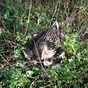 Mallard on nest