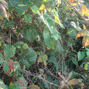 Spider Web & Spider
