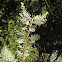 Eastern Hemlock
