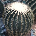 Golden barrel cactus