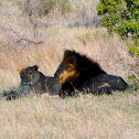 Lion (mating pair)