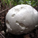 Giant Puffball