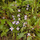Bluets