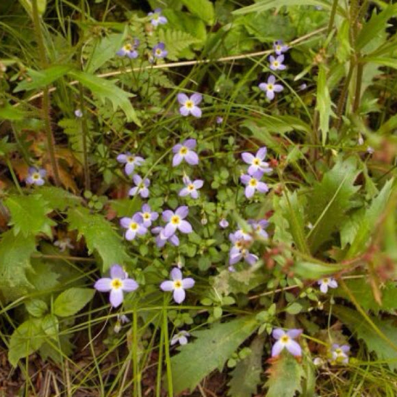 Spotting Image 1