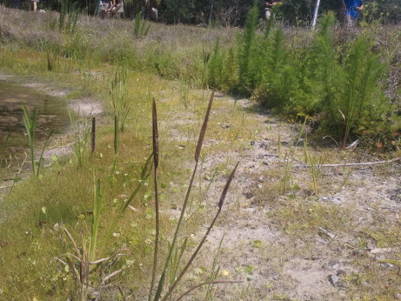Spotting Image 1
