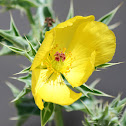 Mexican poppy
