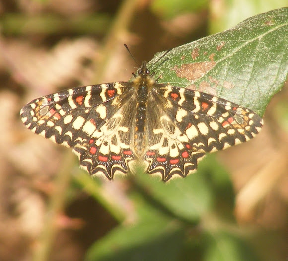 Spotting Image 1