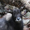 Chinese Serow