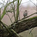 Mistle Thrush