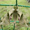 Callambulyx tatarinovii