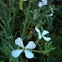 Wild Radish