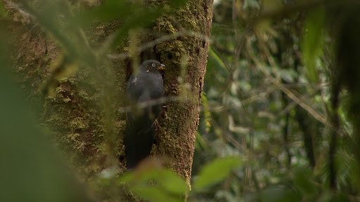 Lattice-tailed_trogon2.JPG?imgmax=512 (26558 bytes)