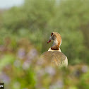 Egyptian Goose