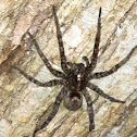 Wolf spider