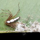 Lynx spider