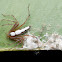 Lynx spider