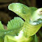 Basilisk lizard