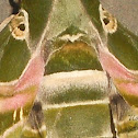 Oleander hawk moth