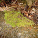 moss