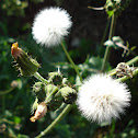 Hawksbeard