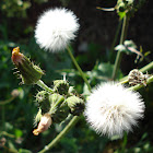 Hawksbeard