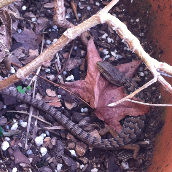 Spotting Image 1