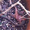 Alligator Lizard