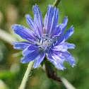 Common Chicory