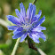 Common Chicory