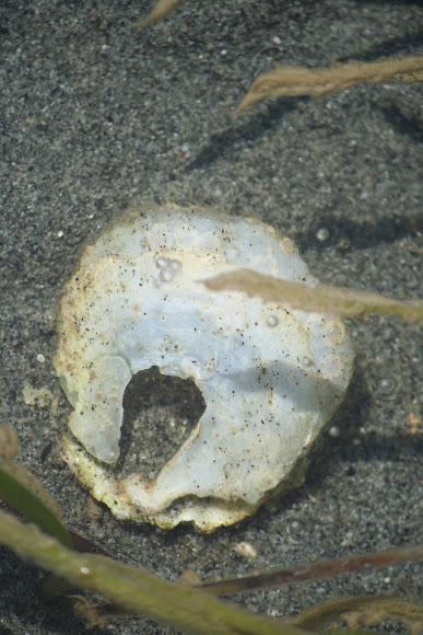 Spotting Image 1