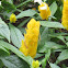 Lollipop Plant