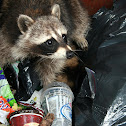 Raccoon