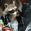 Raccoon
