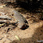 Shingleback Lizard