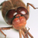 Flame Skimmer