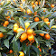 Kumquat (柑橘)