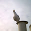 European herring gull/Zilvermeeuw