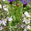 Red Mason bee