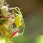 Lynx spider 