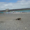 Galapagos Land Iguana