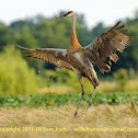 Sandhill Crane