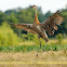 Sandhill Crane