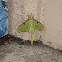 Luna moth