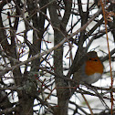 The European Robin