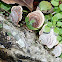 Turkey-tail fungus