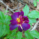 Unknown Rose