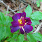 Unknown Rose