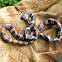 Ringed Snail-eater