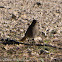Black Redstart; Colirrojo Tizón